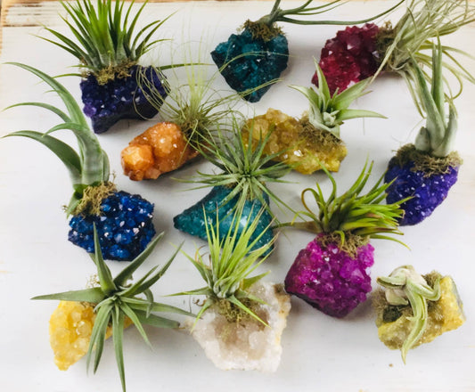 Crystal Air Plants -Magical Druzy Crystal Clusters 1PC