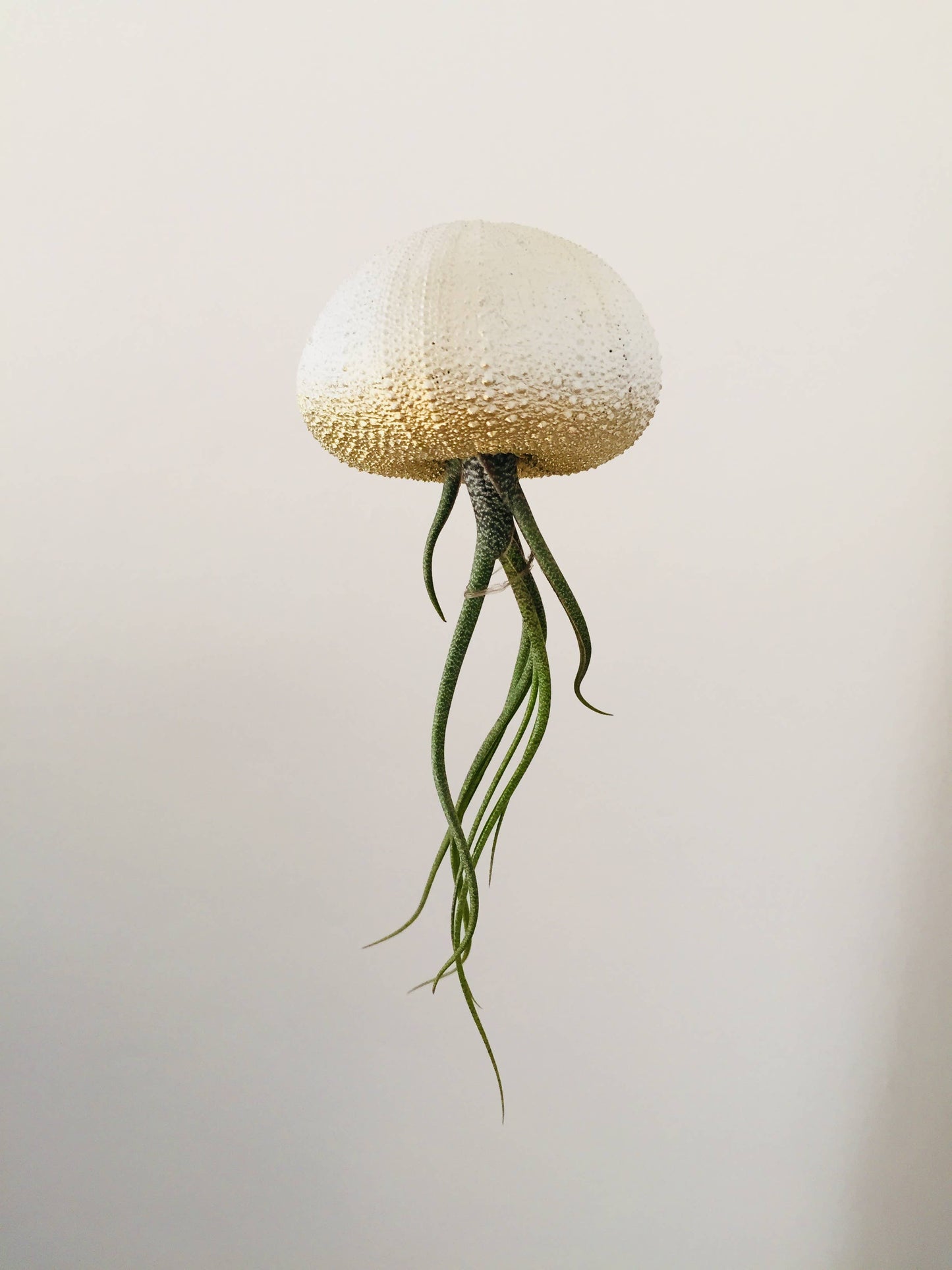 Ombre Jellyfish Air Plant: Ombre