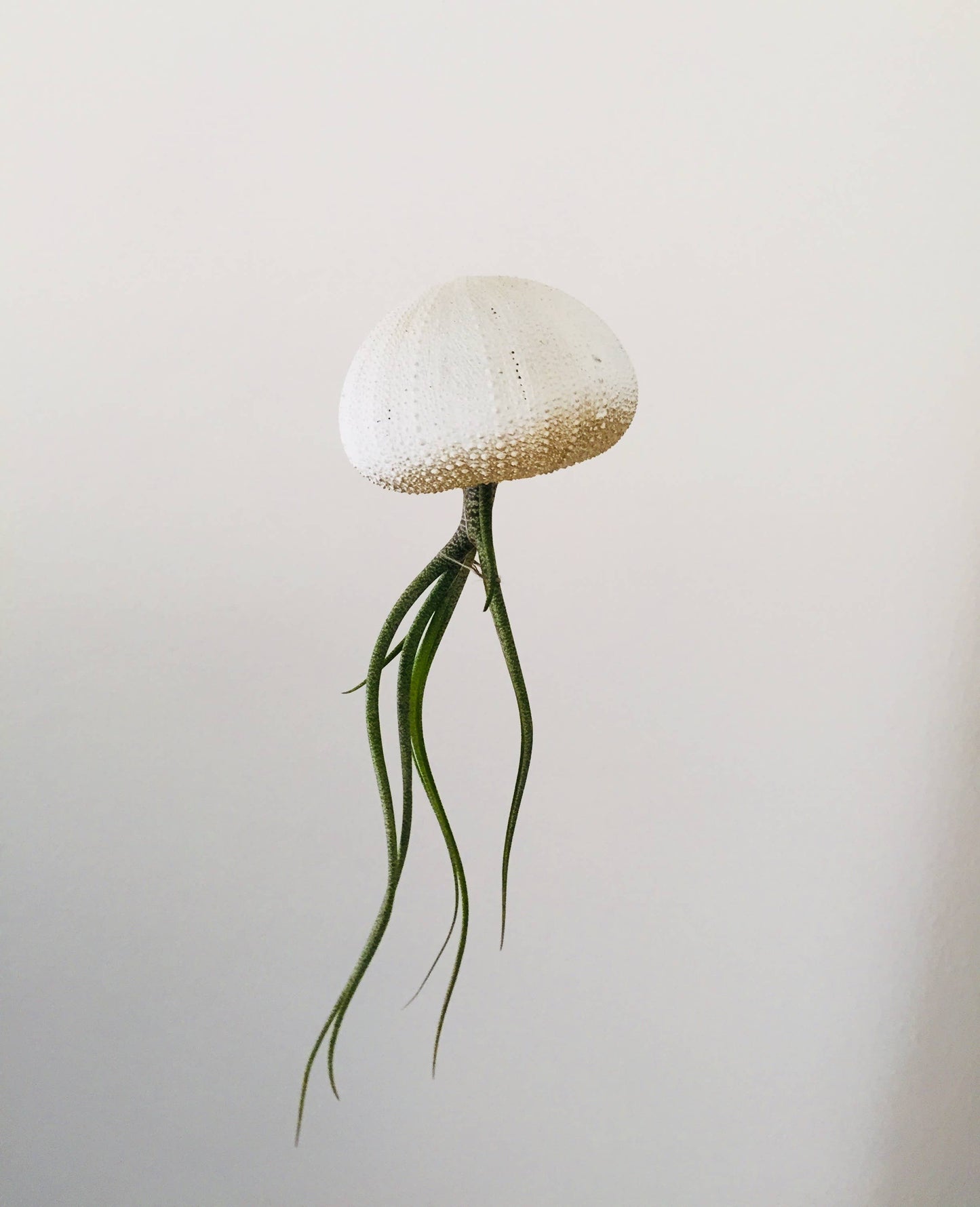 Ombre Jellyfish Air Plant: Ombre