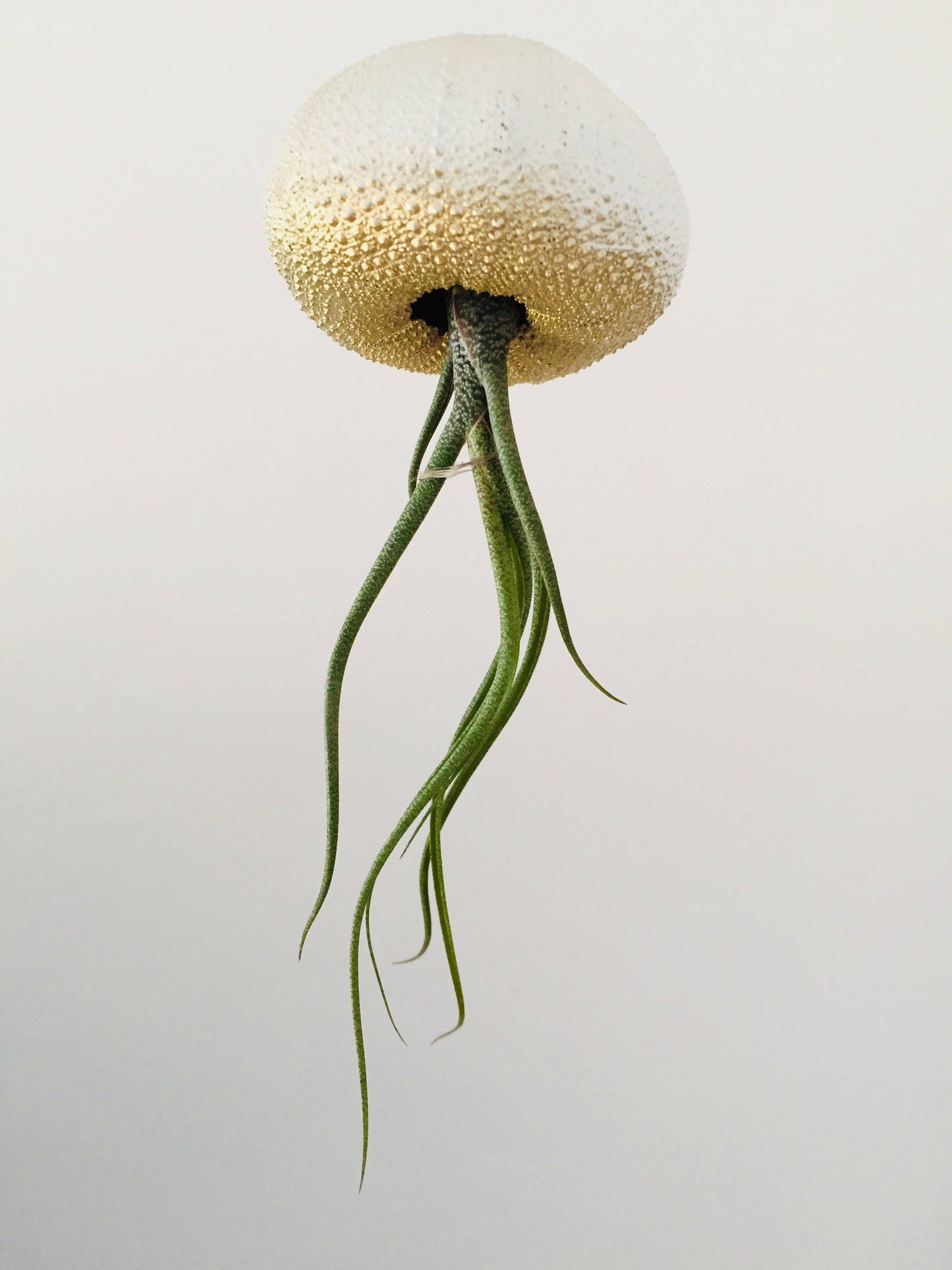 Ombre Jellyfish Air Plant: Ombre