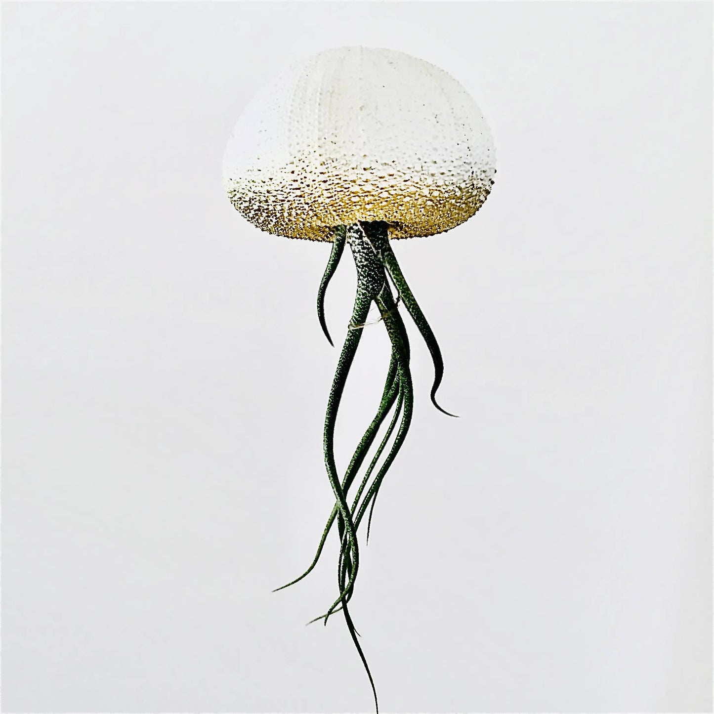 Ombre Jellyfish Air Plant: Ombre